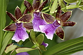 Zygopetalum-Bild oder Foto