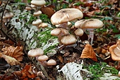 Honiggelber Hallimasch-Bild oder Foto