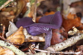 Violetter Lacktrichterling-Bild oder Foto