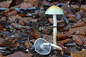 ungenießbare Pilze-Bild oder Foto