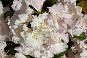 Rhododendron-Bild oder Foto