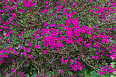Rhododendron-Bild oder Foto
