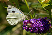 Schmetterlingsflieder-Bild oder Foto
