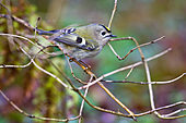 Wintergoldhähnchen-Bild oder Foto