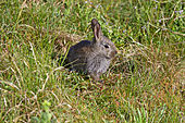 Wildkaninchen-Bild oder Foto