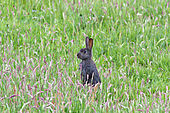 Wildkaninchen-Bild oder Foto