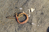 Schillernder Seeringelwurm-Bild oder Foto