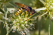 Bienenwolf-Bild oder Foto