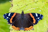 Alle Schmetterlinge-Bild oder Foto