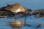 Alpenstrandläufer-Bild oder Foto