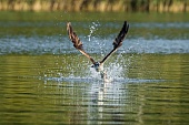Fischadler-Bild oder Foto