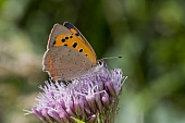 Alle Insekten-Bild oder Foto