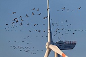 Windkraftanlagen-Bild oder Foto