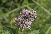 Moschusbock-Bild oder Foto