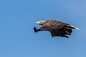 Seeadler-Bild oder Foto