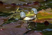 Gartenteich-Bild oder Foto