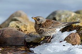 trinkende Tiere-Bild oder Foto