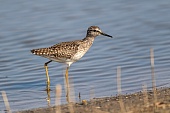 Bruchwasserläufer-Bild oder Foto