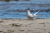 Küstenseeschwalbe-Bild oder Foto