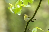 singende Vögel-Bild oder Foto