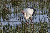 trinkende Tiere-Bild oder Foto