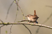 Zaunkönig-Bild oder Foto