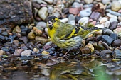 trinkende Tiere-Bild oder Foto