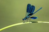 Libelle-Bild oder Foto