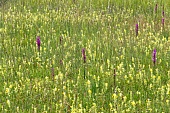 Lockerblütiges Knabenkraut-Bild oder Foto