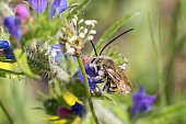 Wildbienen-Bild oder Foto