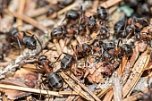 Ameisen-Bild oder Foto