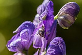 Blauer Eisenhut-Bild oder Foto