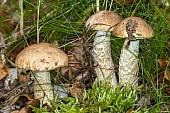 essbare Pilze-Bild oder Foto