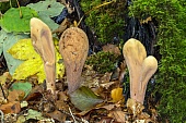 essbare Pilze-Bild oder Foto