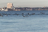 Kormoran-Bild oder Foto