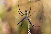 Alle Spinnen-Bild oder Foto