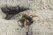 Hosenbiene-Bild oder Foto