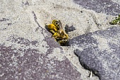 Wildbienen-Bild oder Foto