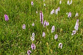 Orchideen-Bild oder Foto