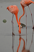 Roter Flamingo-Bild oder Foto