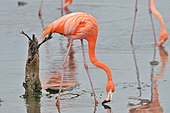 Roter Flamingo-Bild oder Foto