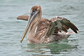 Brauner Pelikan-Bild oder Foto
