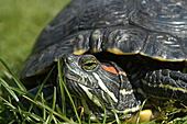 Rotwangen-Schmuckschildkröte-Bild oder Foto
