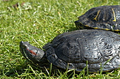 Rotwangen-Schmuckschildkröte-Bild oder Foto
