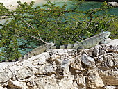 Grüner Leguan-Bild oder Foto