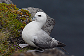 Eissturmvogel-Bild oder Foto