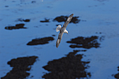 Eissturmvogel-Bild oder Foto