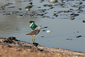 Bruchwasserläufer-Bild oder Foto