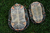 Zierschildkröte-Bild oder Foto