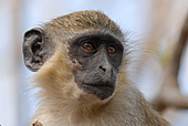 Grüne Meerkatze-Bild oder Foto